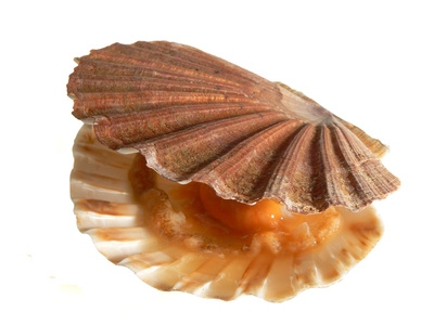 Coquilles Saint Jacques Produits Cuisine Francaise Coquilles Saint Jacques Produits Cuisine Francaise