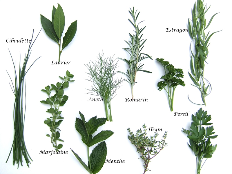 Lexique des herbes aromatiques