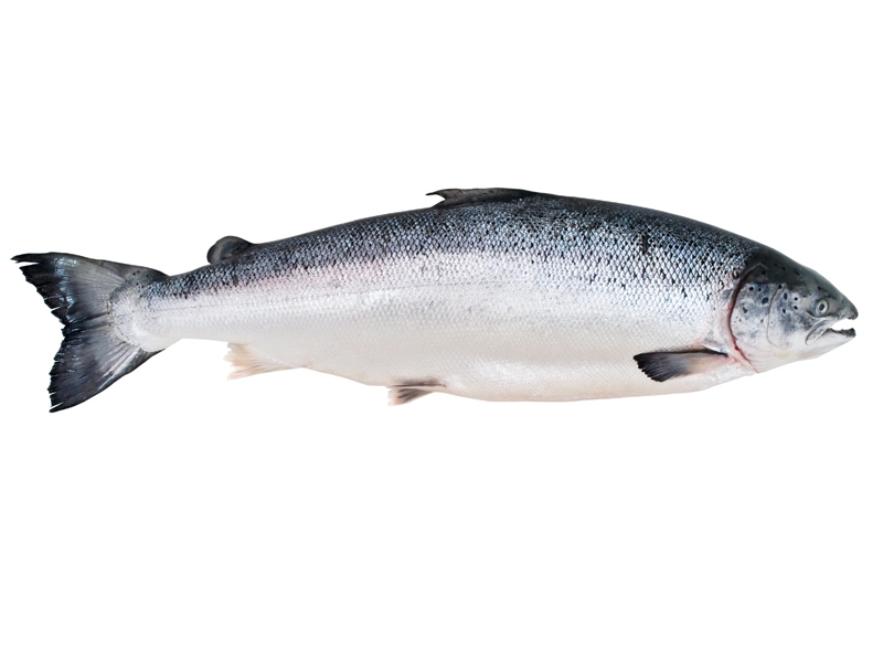 Le saumon, tout savoir sur ce poisson exceptionnel - MOWI Salmon FR