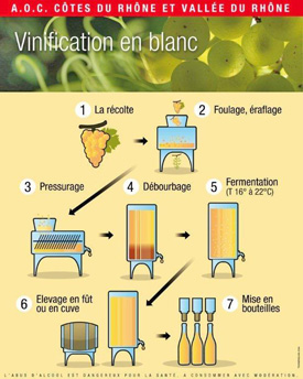 Vinification : Comment est fait le vin ?